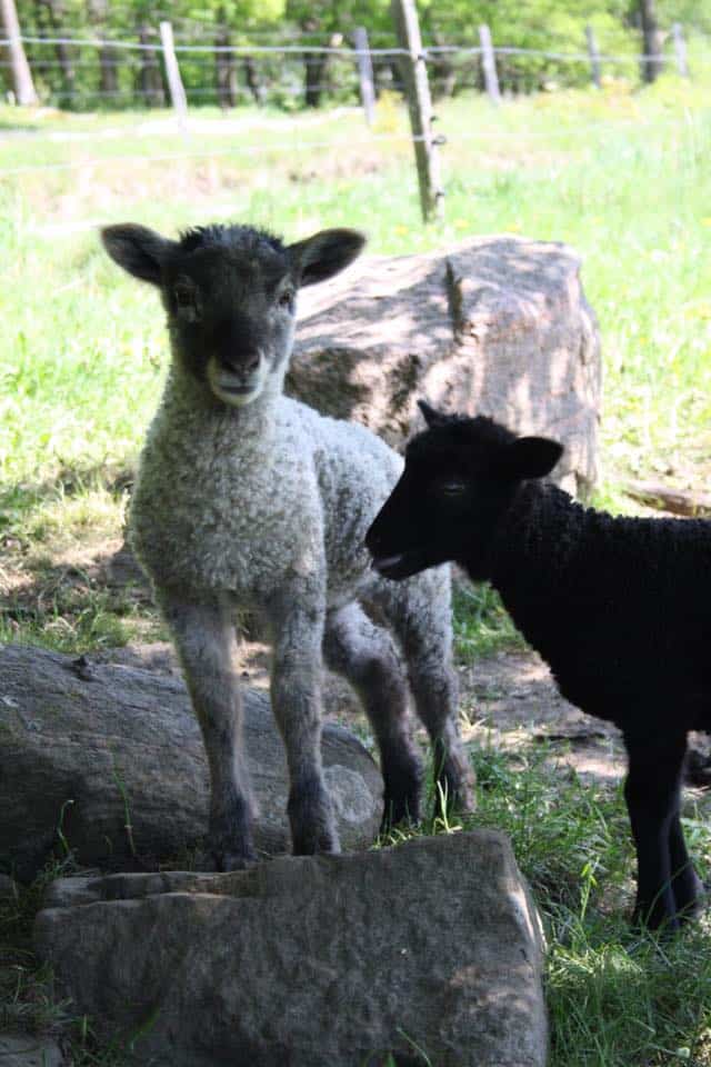 två får i en sommarhage som en del av Bohus fästnings miljö och hållbarhetspolicy